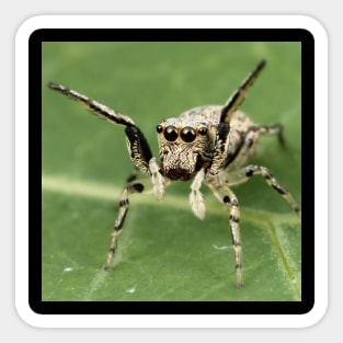 Jumping Spider Sticker